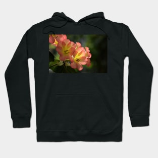 Sunlit flowers Hoodie